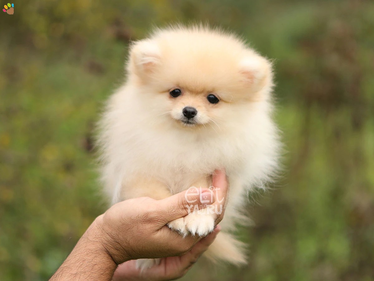 Pomeranian Punky 3