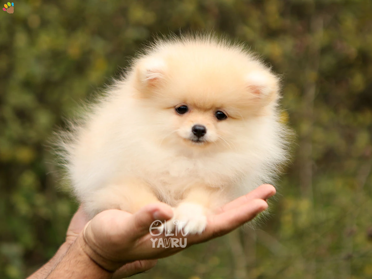 Pomeranian Punky 1