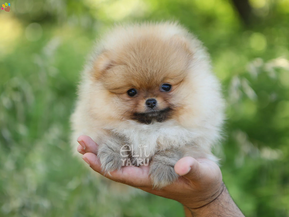 Pomeranian Rita