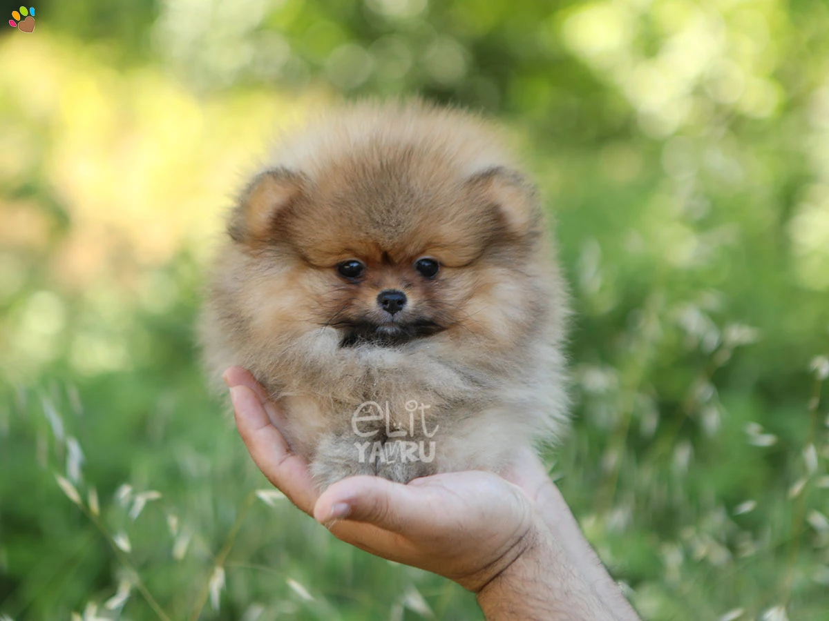 Pomeranian Rory