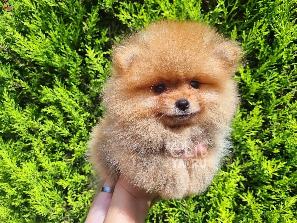 Pomeranian Rosa