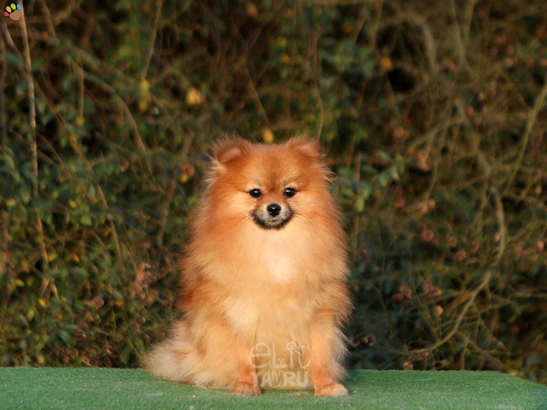 Pomeranian Roz