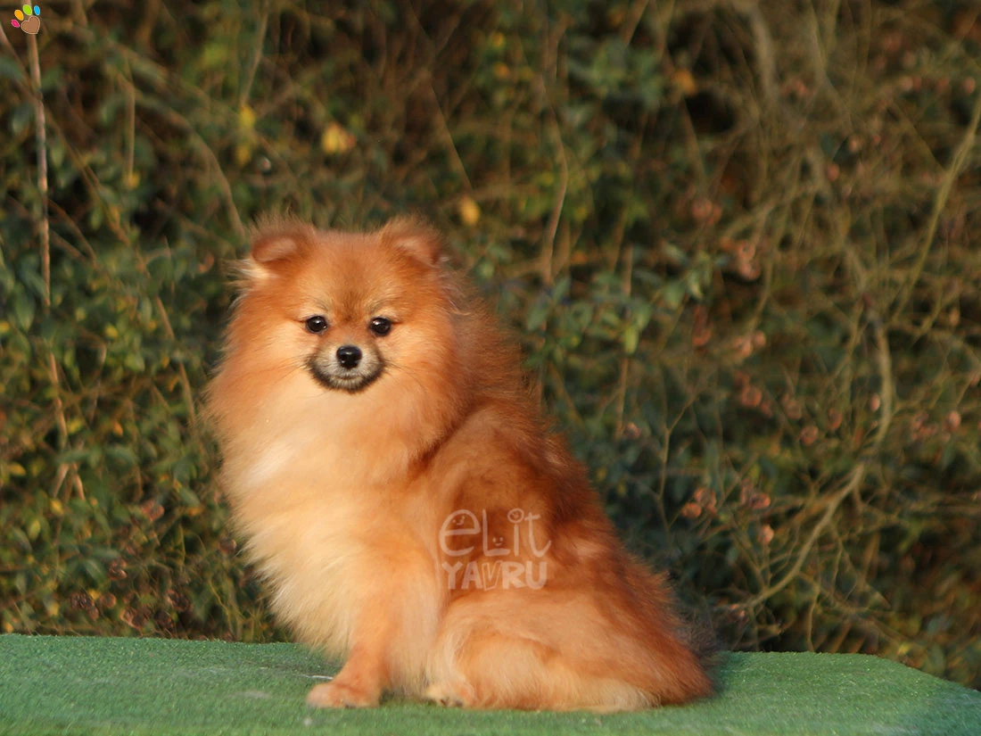 Pomeranian Roz 1