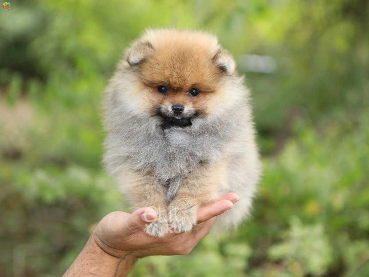 Pomeranian Rue