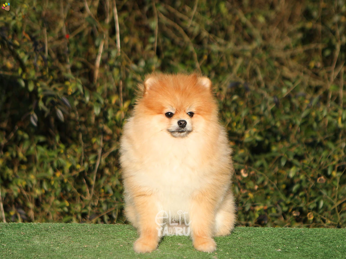 Pomeranian Shot 3