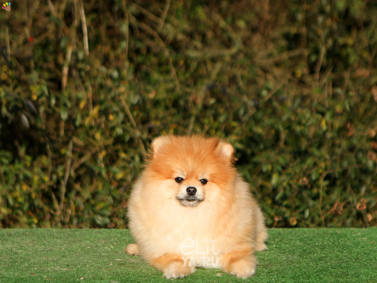 Pomeranian Shot 2