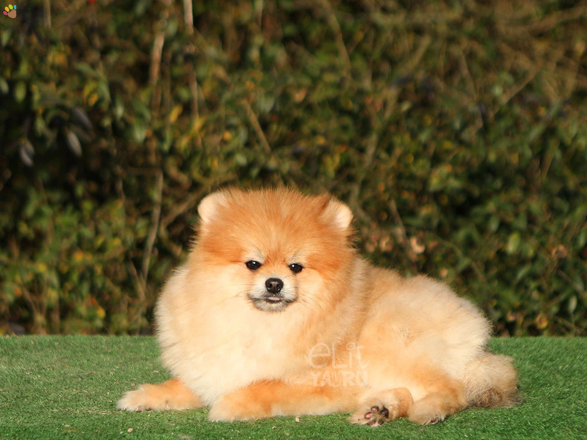 Pomeranian Shot