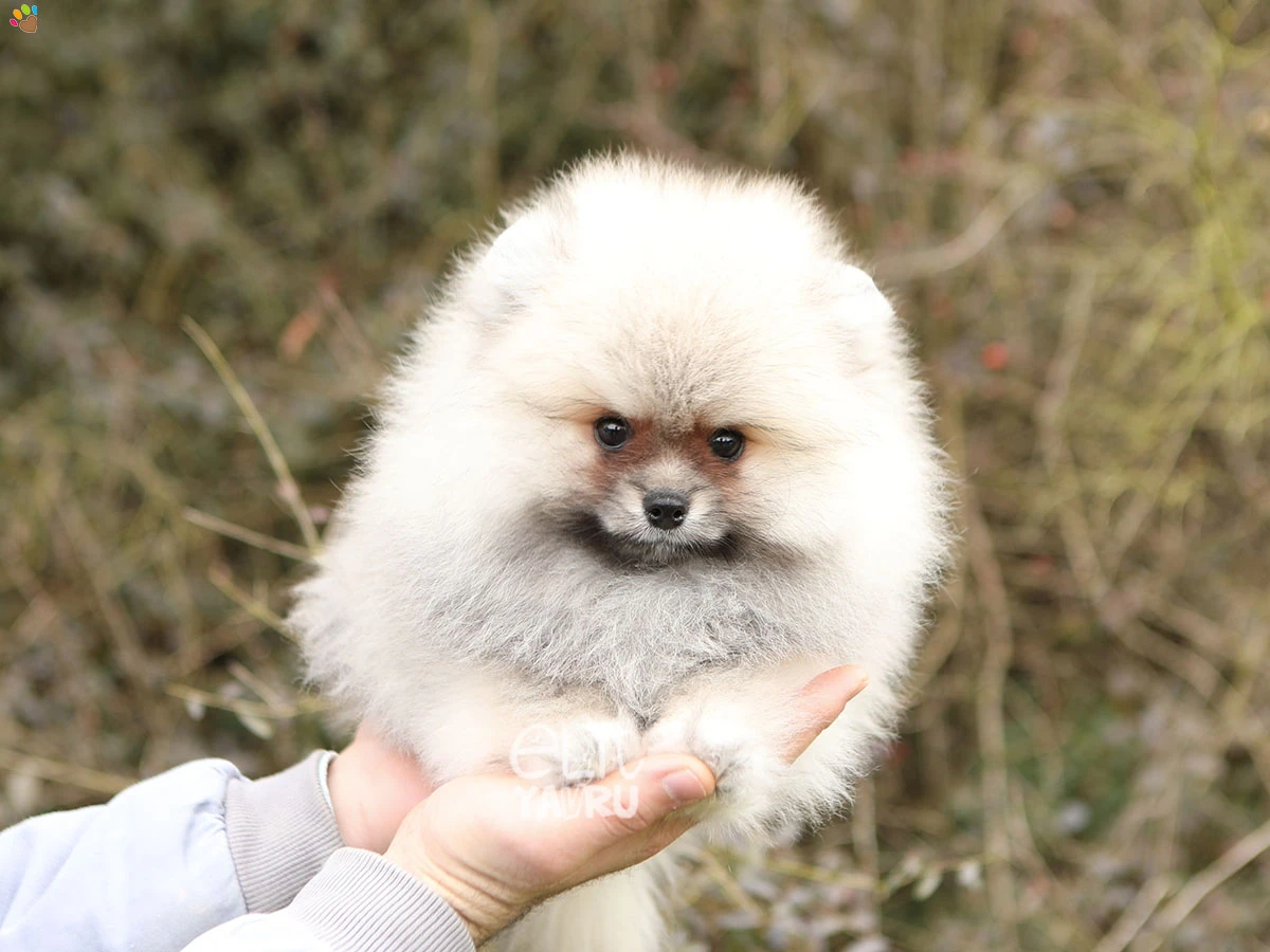 Pomeranian Tiger