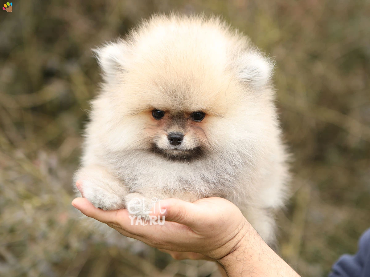 Pomeranian Tyler 2