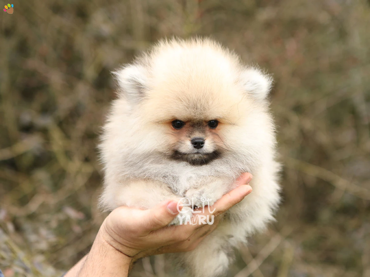 Pomeranian Tyler