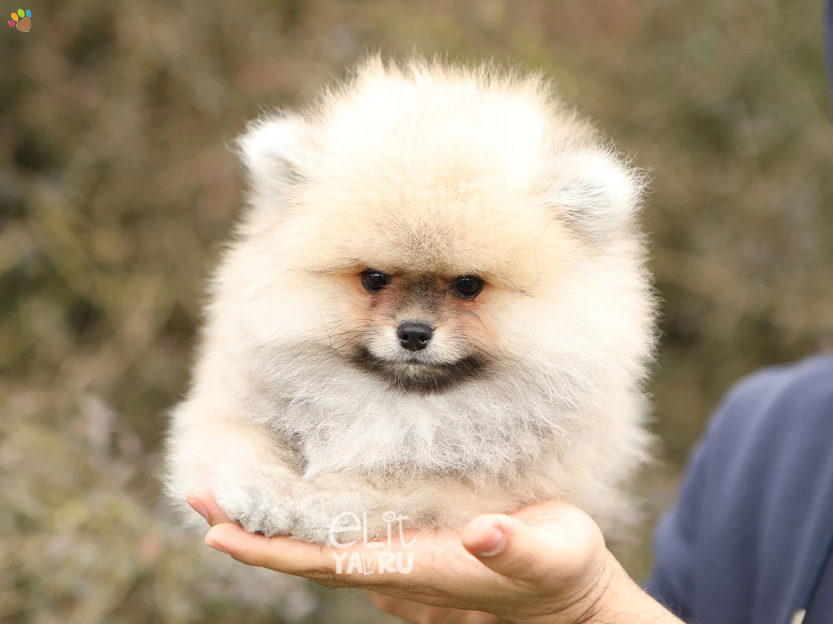 Pomeranian Tyler 1