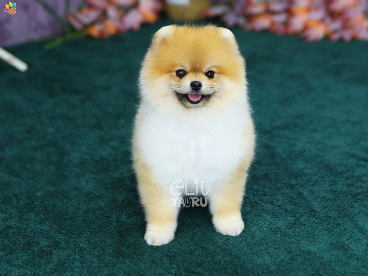 Pomeranian Vegas