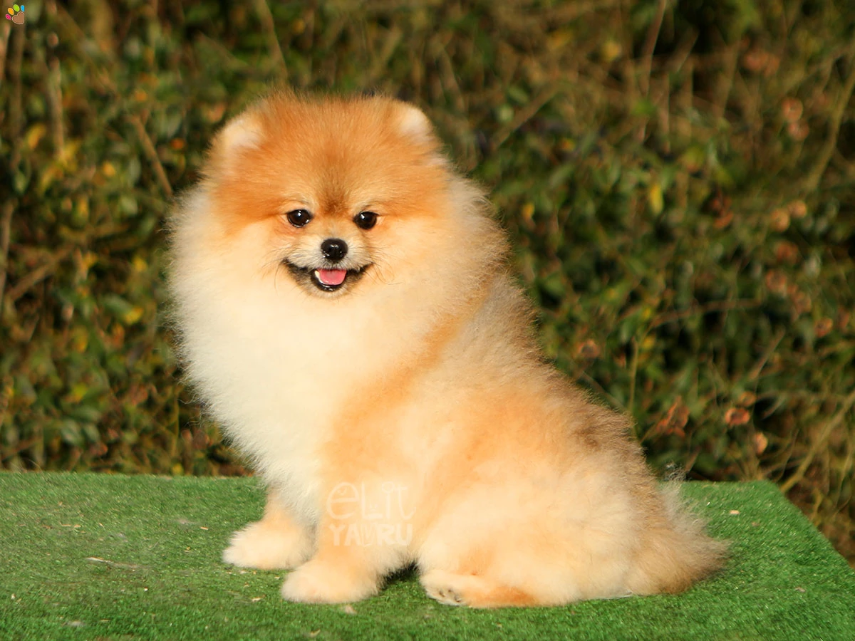 Pomeranian Vegas 3