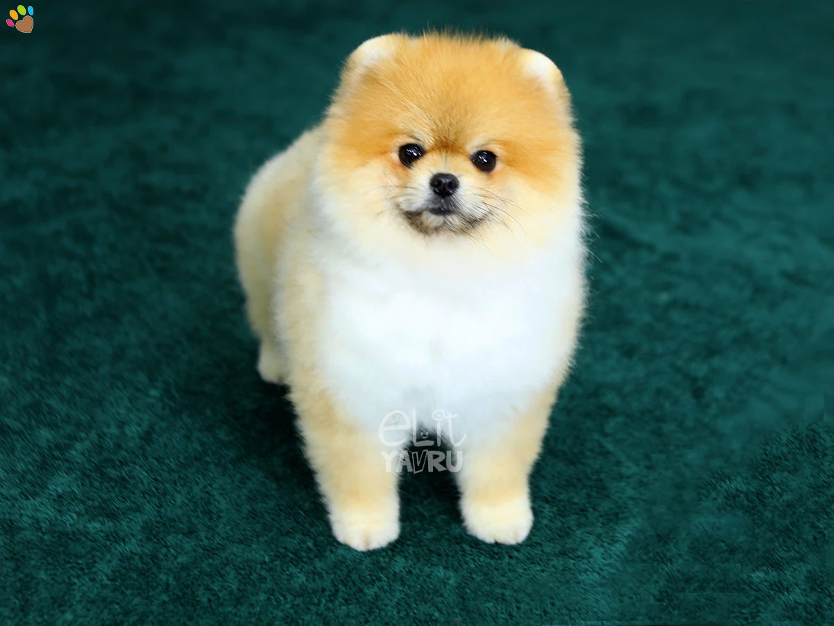 Pomeranian Vegas 2