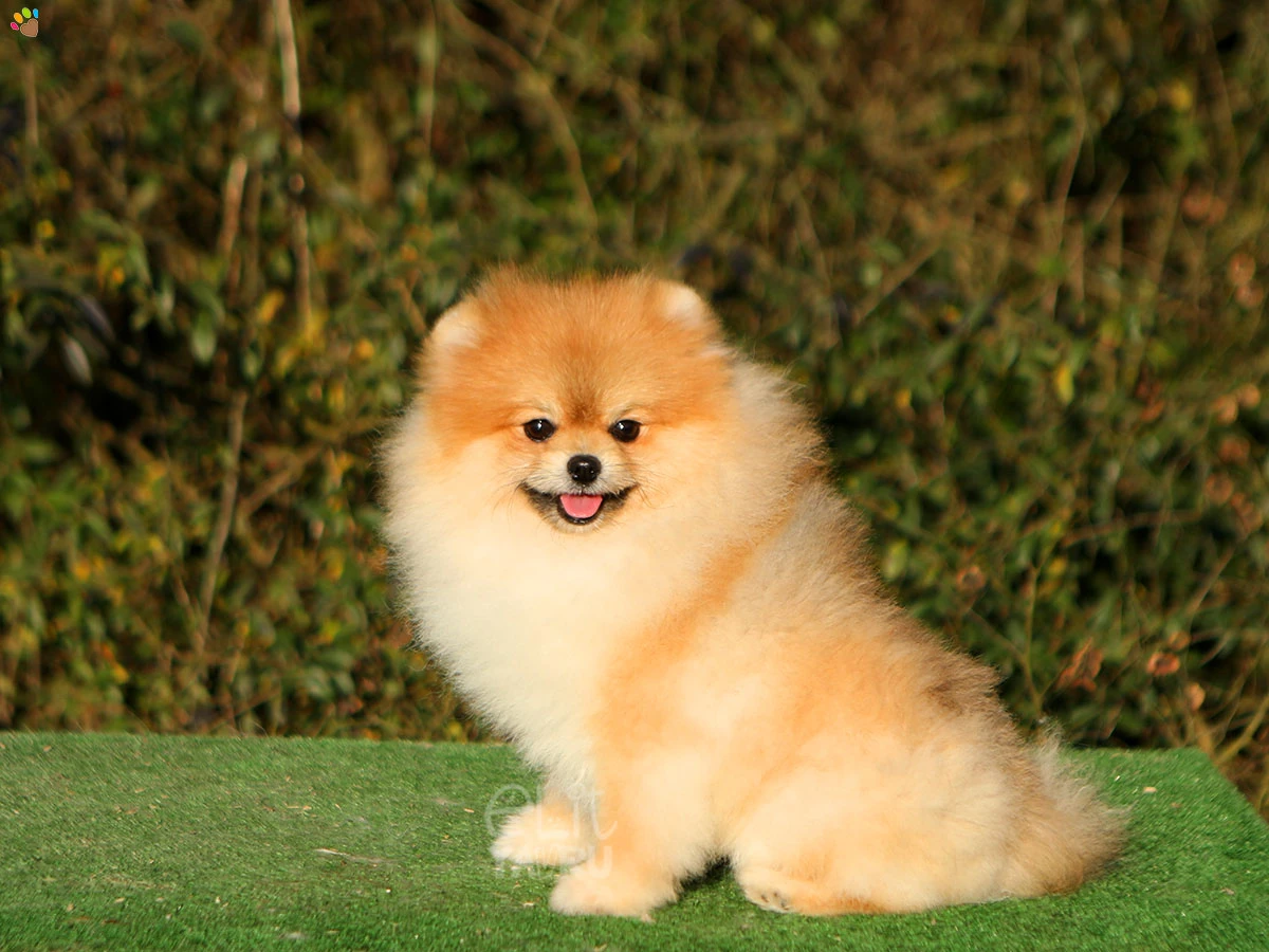 Pomeranian Vegas