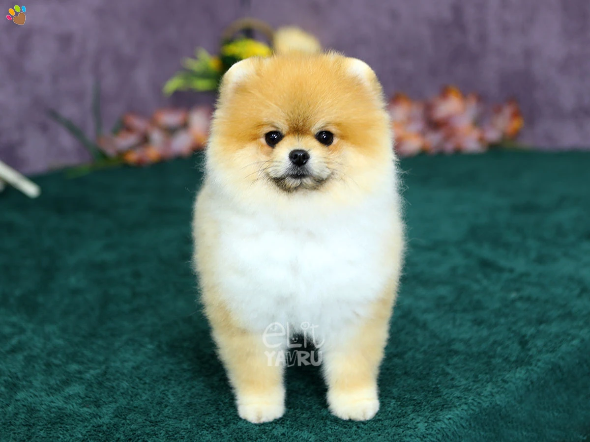 Pomeranian Vegas 3