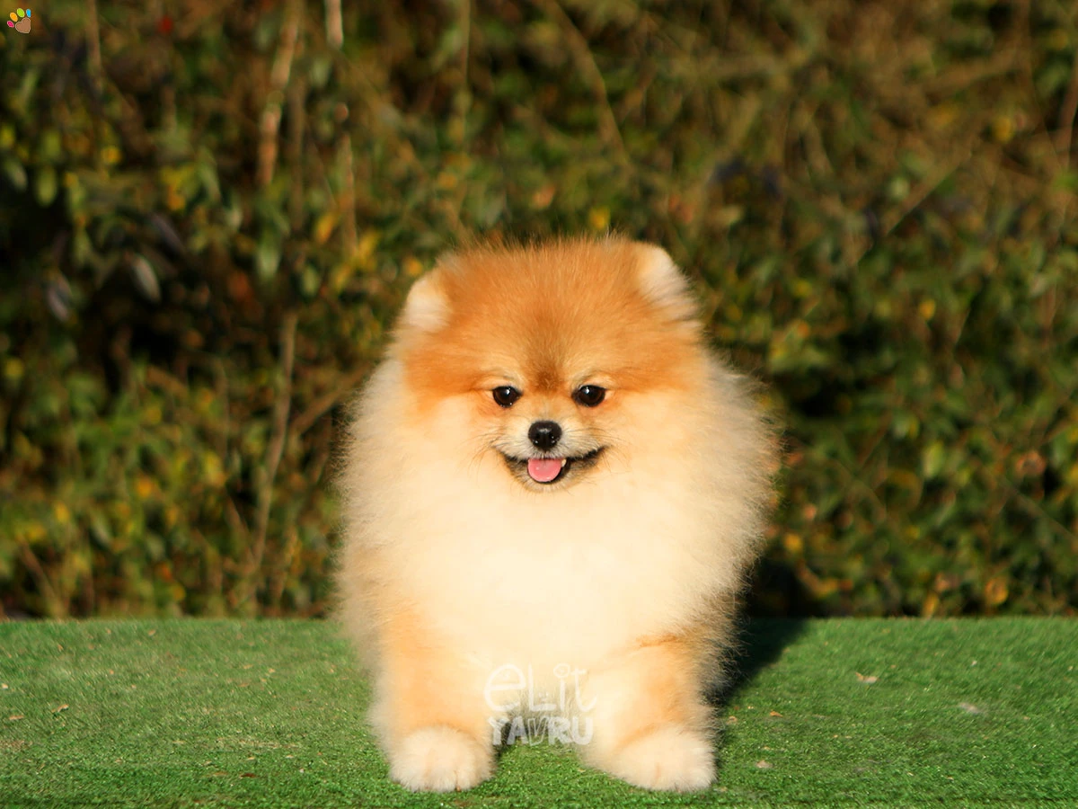 Pomeranian Vegas 1