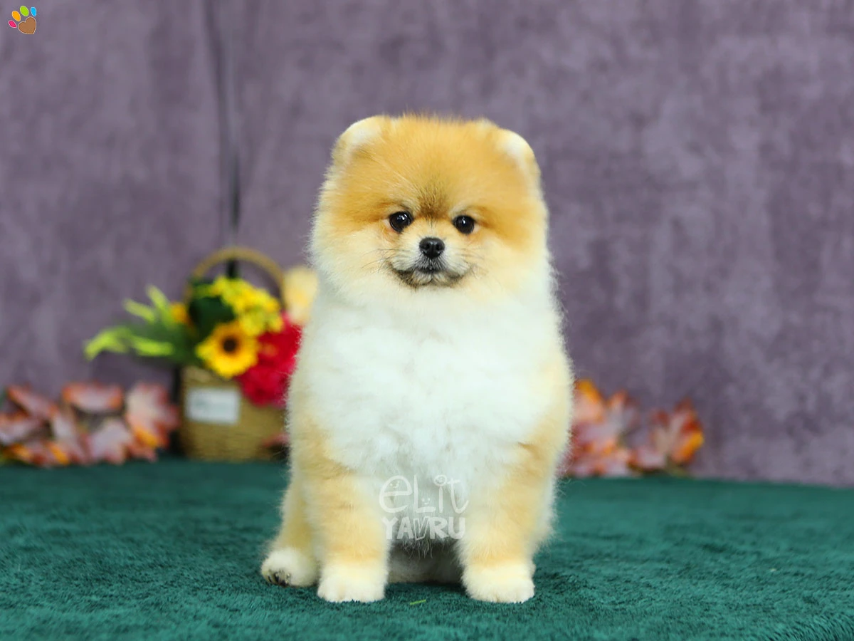 Pomeranian Vegas 1