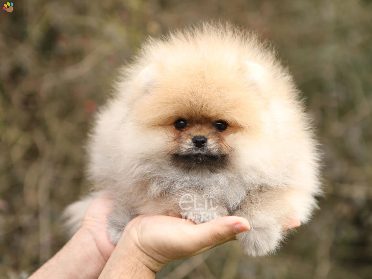 Pomeranian Victor 1