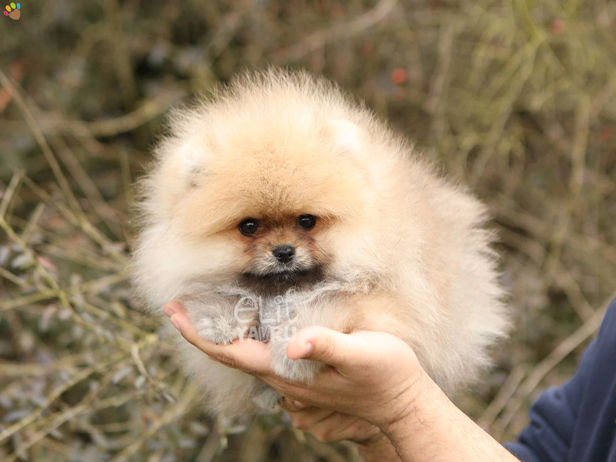 Pomeranian Victor