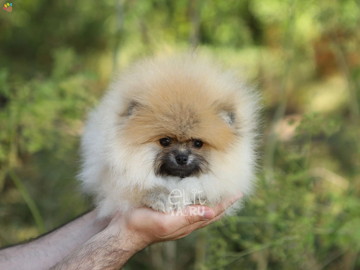 Pomeranian Zero