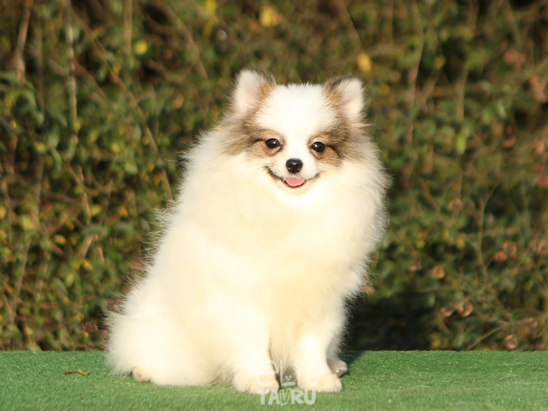 Pomeranian Zuzu