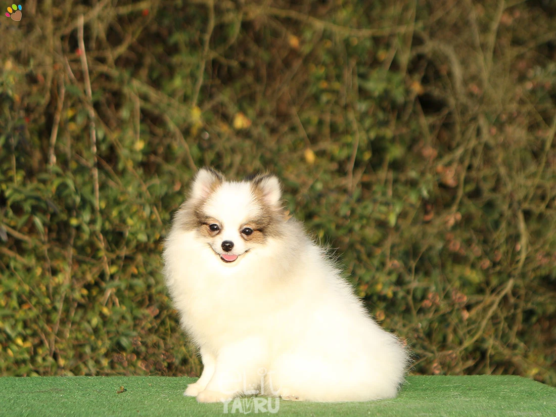 Pomeranian Zuzu 1