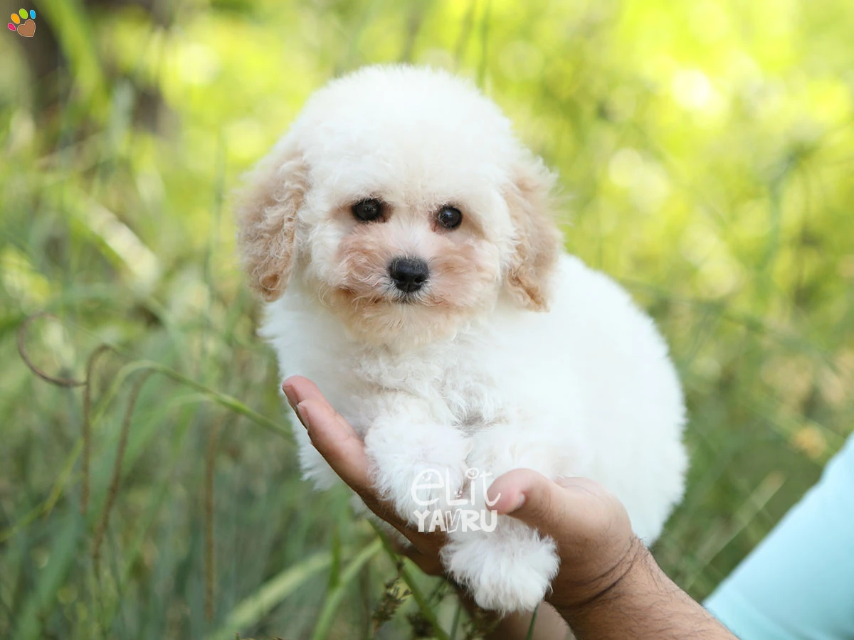 Poochon (Bichon Poo) Pedro