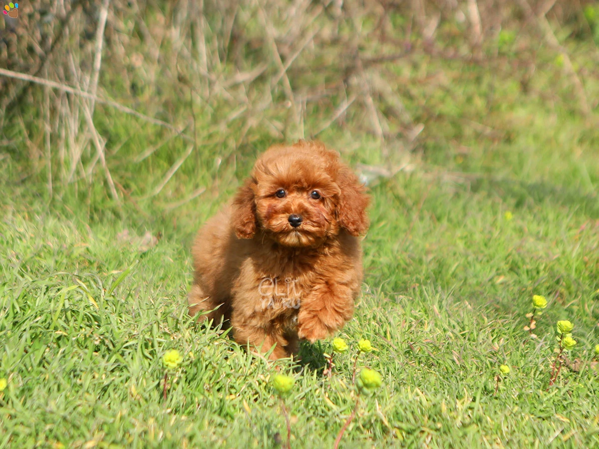 Poodle Qiqi 4