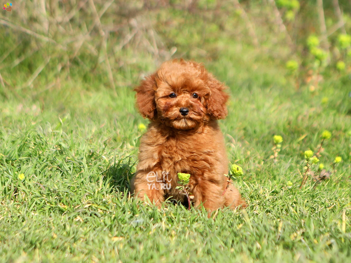 Poodle Qiqi