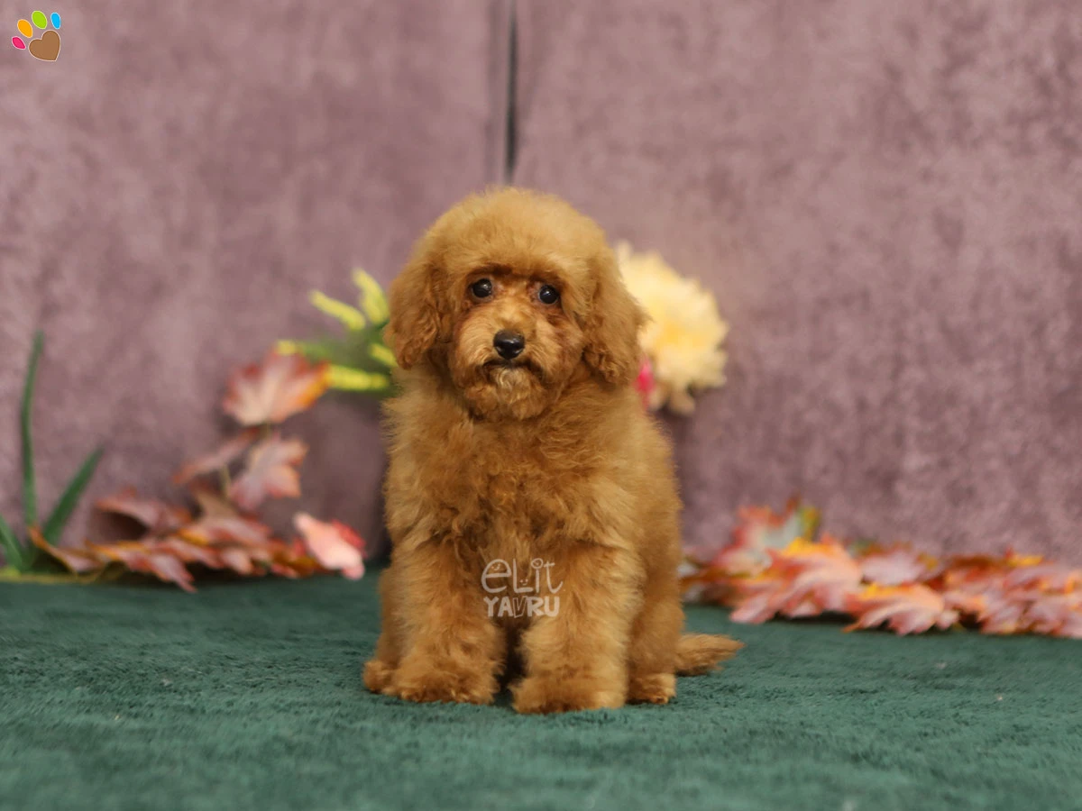 Poodle Qiwi 1