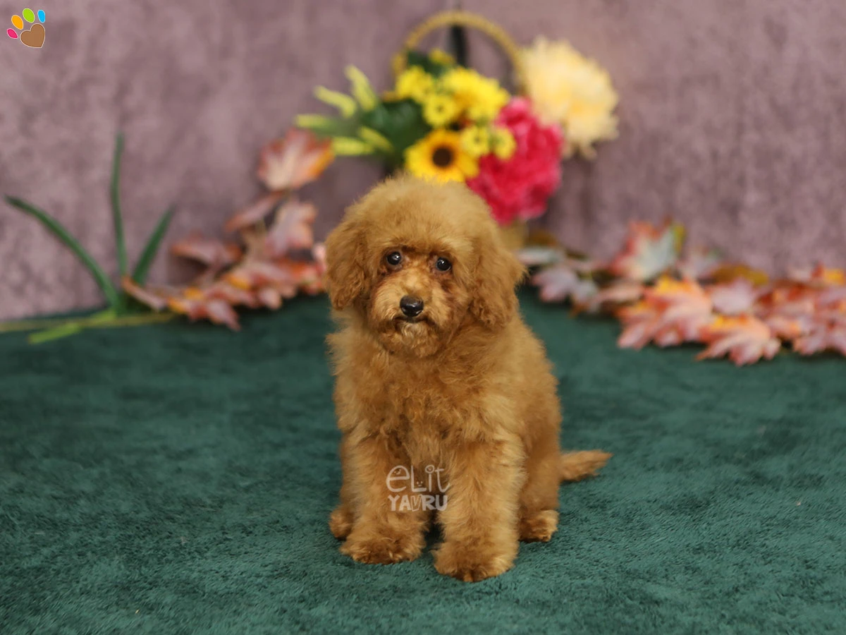 Poodle Qiwi 2