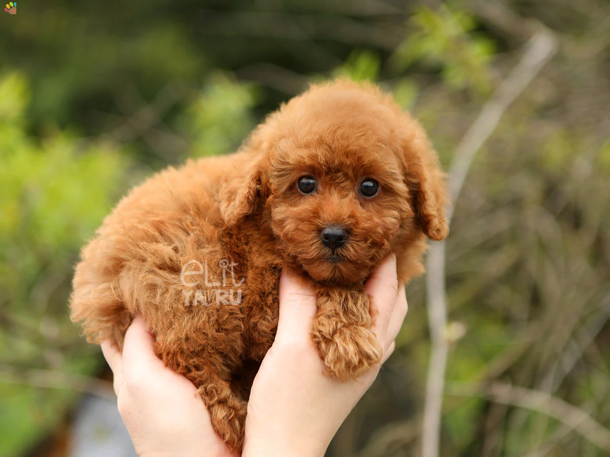 Poodle Kızıl Reina