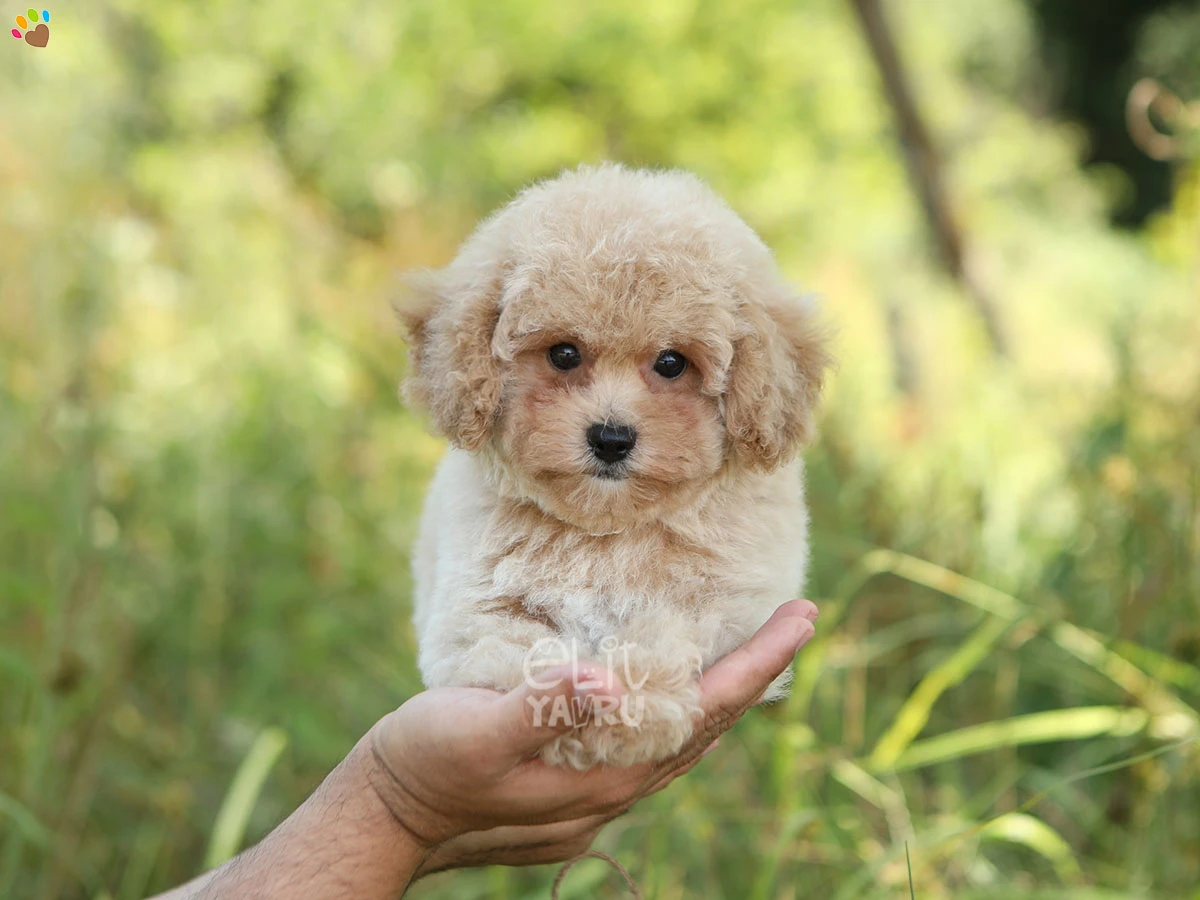 Poochon (Bichon Poo) Sandy