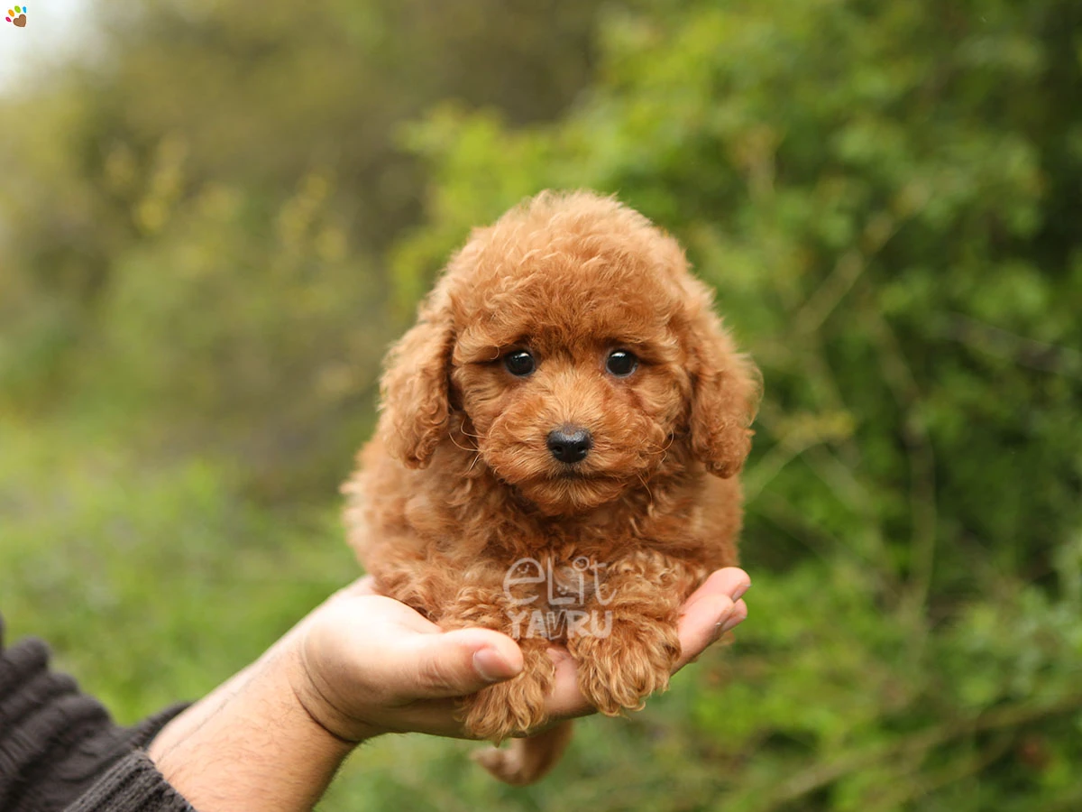 Poodle Kızıl Sandy