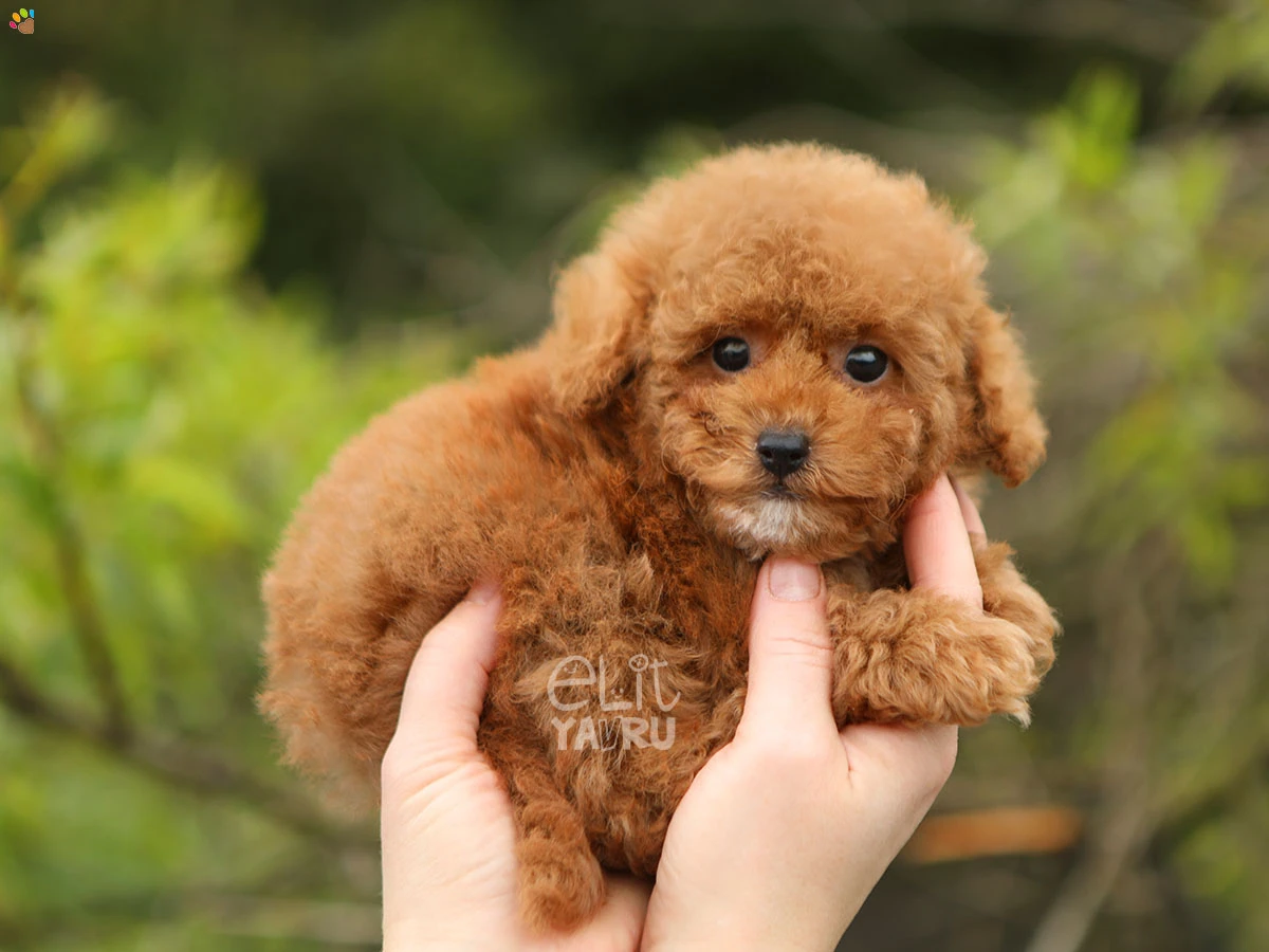 Poodle Teddy