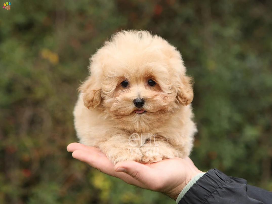Maltipoo Puffy