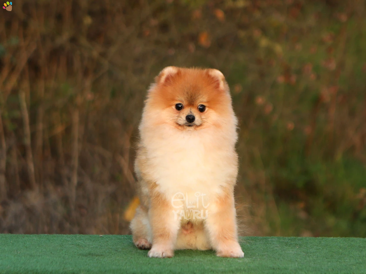 Pomeranian Rusty