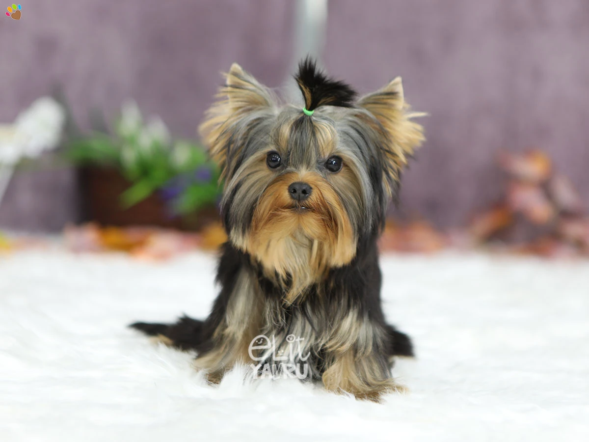 Yorkshire Terrier Yuko