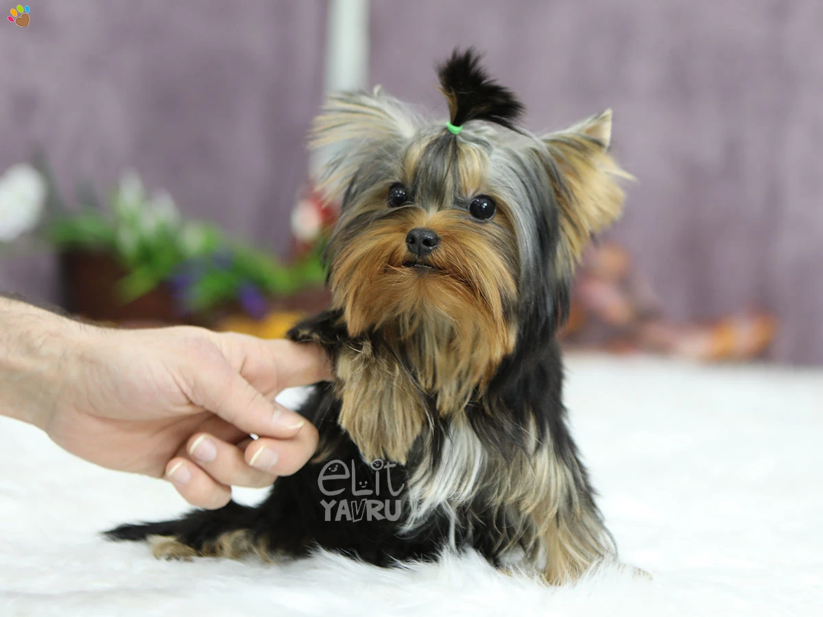 Yorkshire Terrier Yuko 3