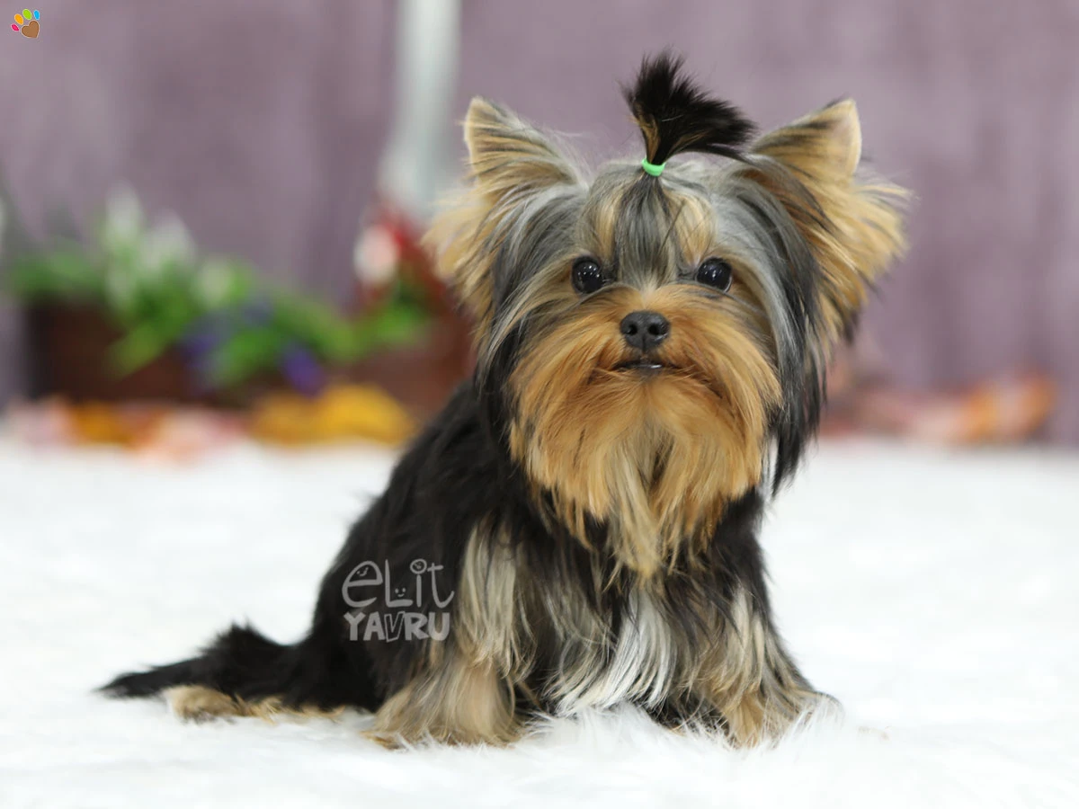 Yorkshire Terrier Yuko 2