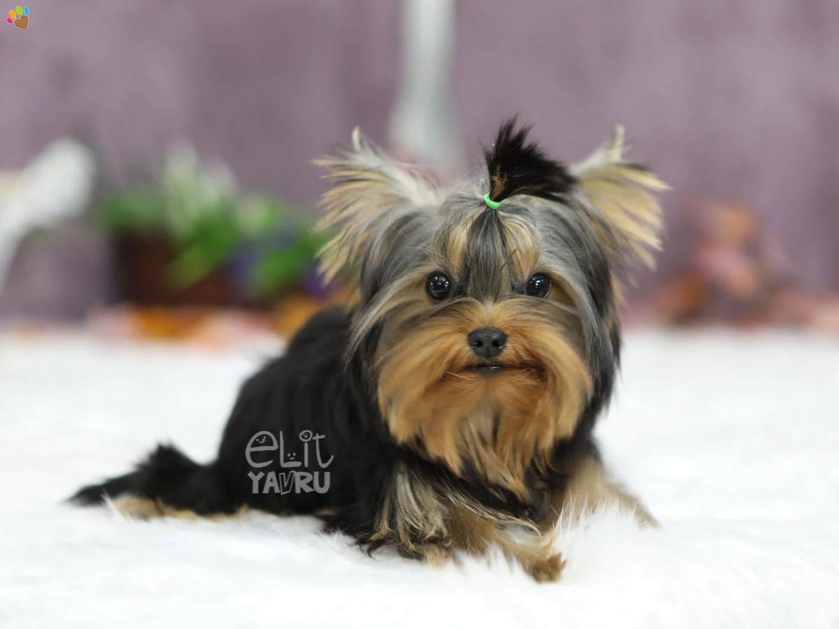 Yorkshire Terrier Yuko 1