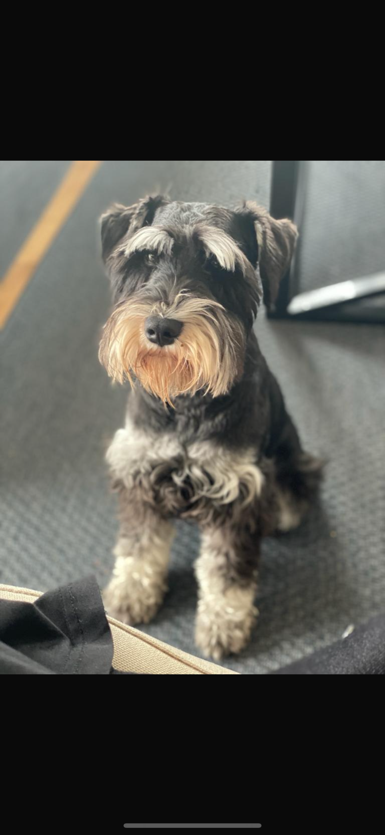 Schnauzer