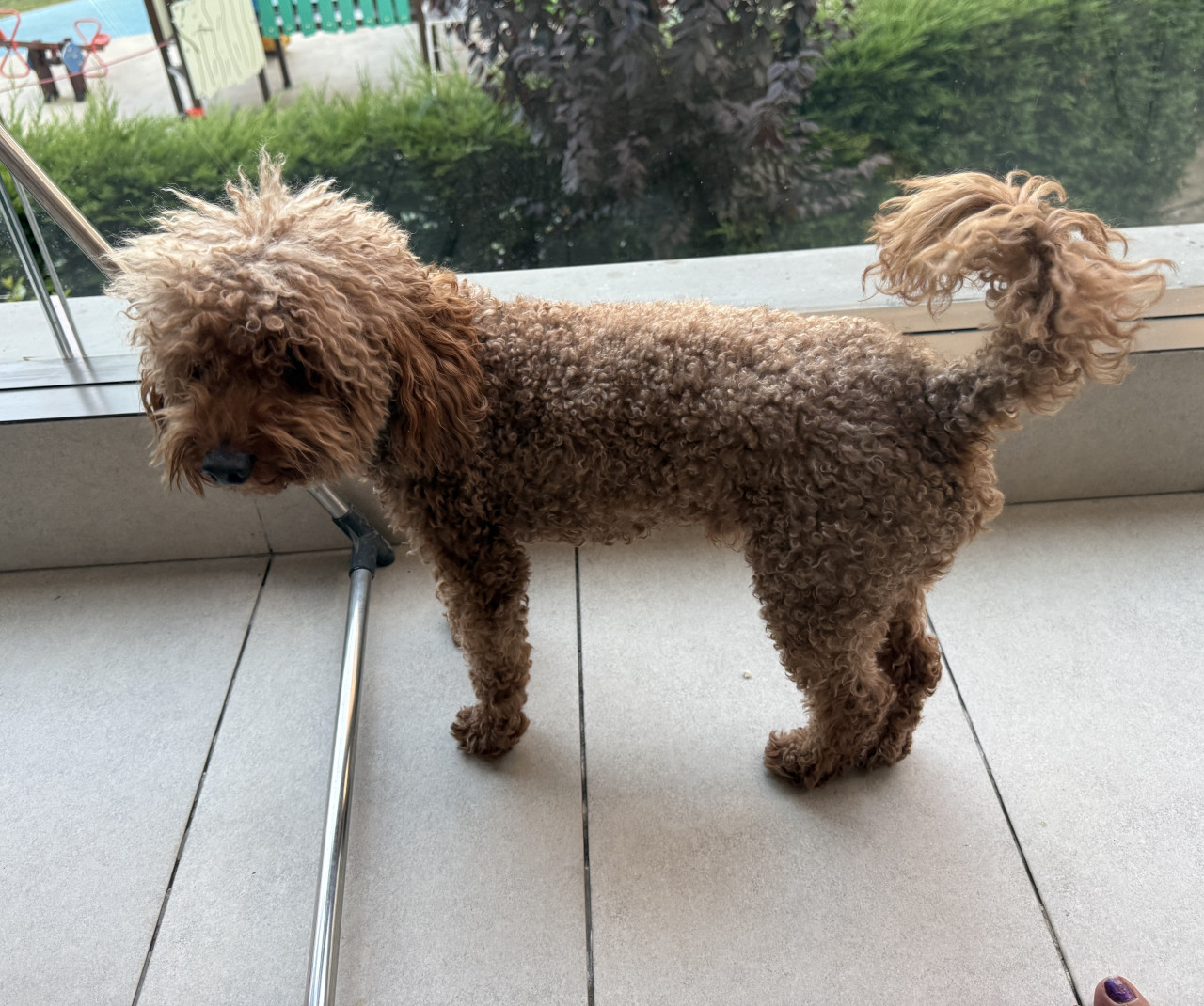 Toy Poodle Oğlumuza Eş Arıyoruz