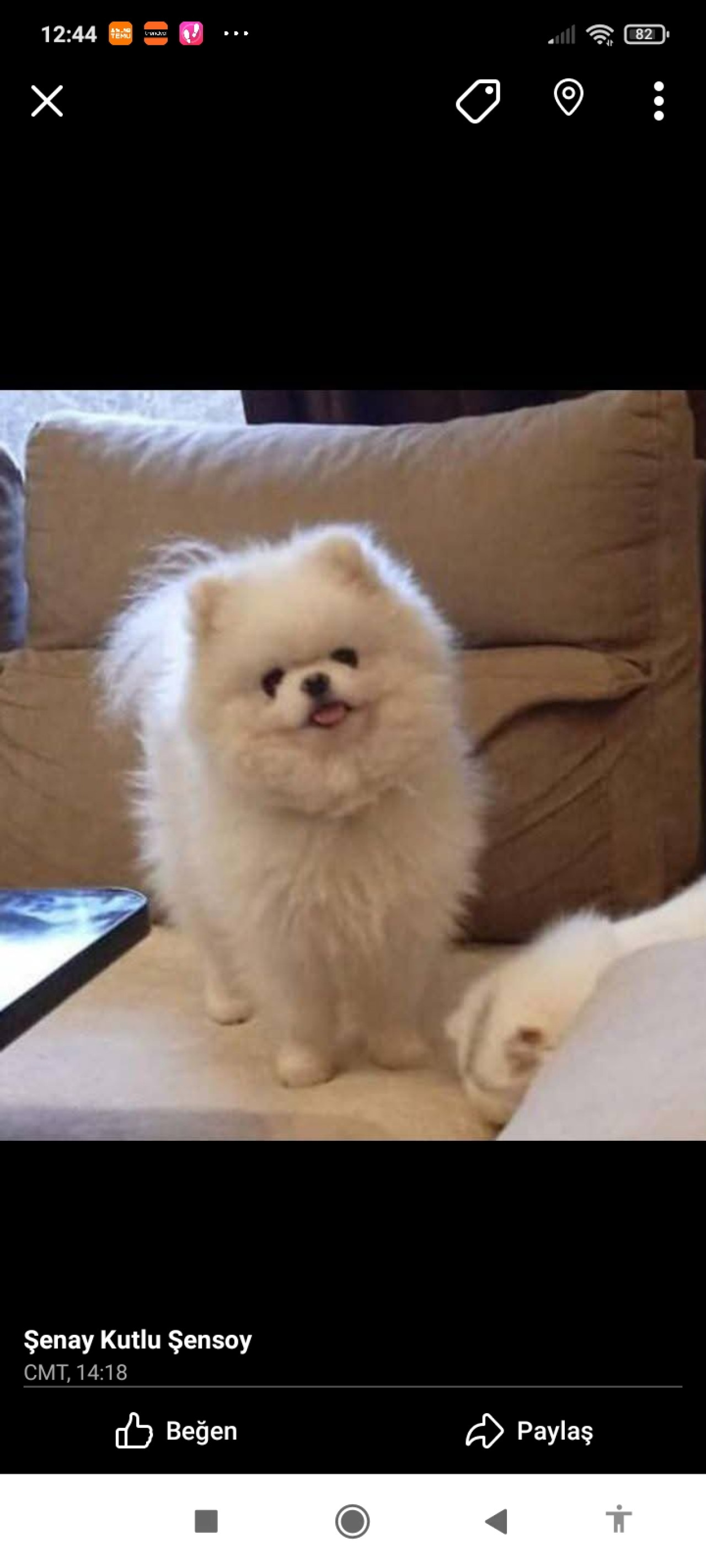 Krem Pomeranian Dostumuz