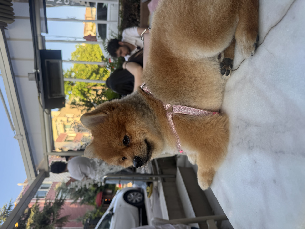 Ateş Eşini Arıyor