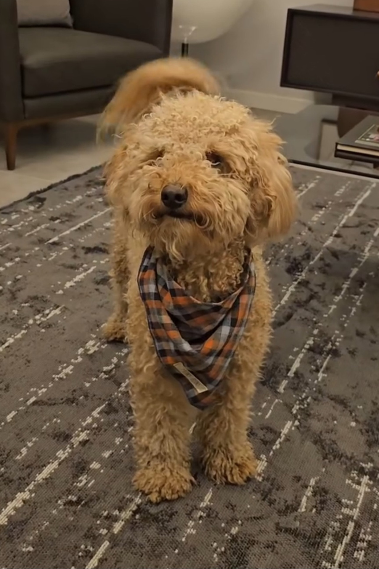 Erkek poodle'ımıza eş arıyoruz. 6kg