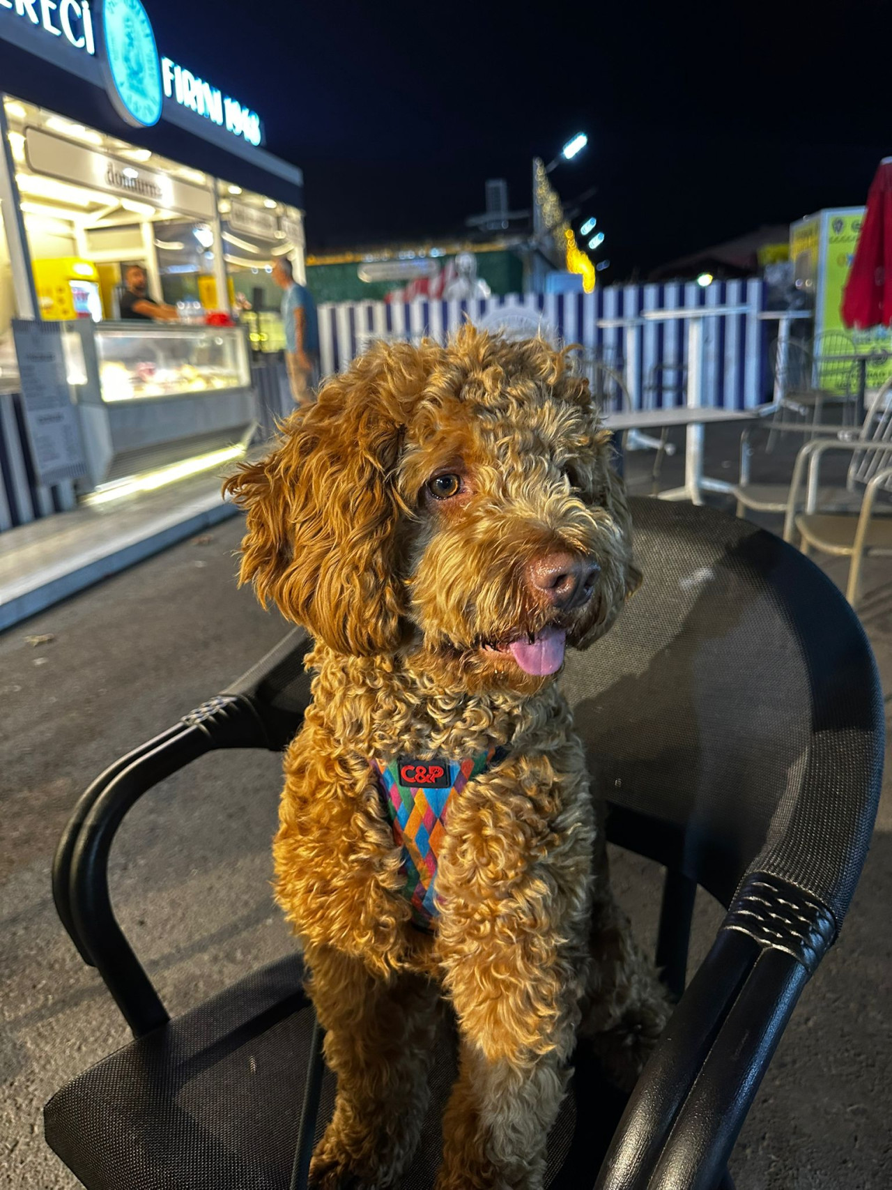 Oğluma eş arıyoruz 4