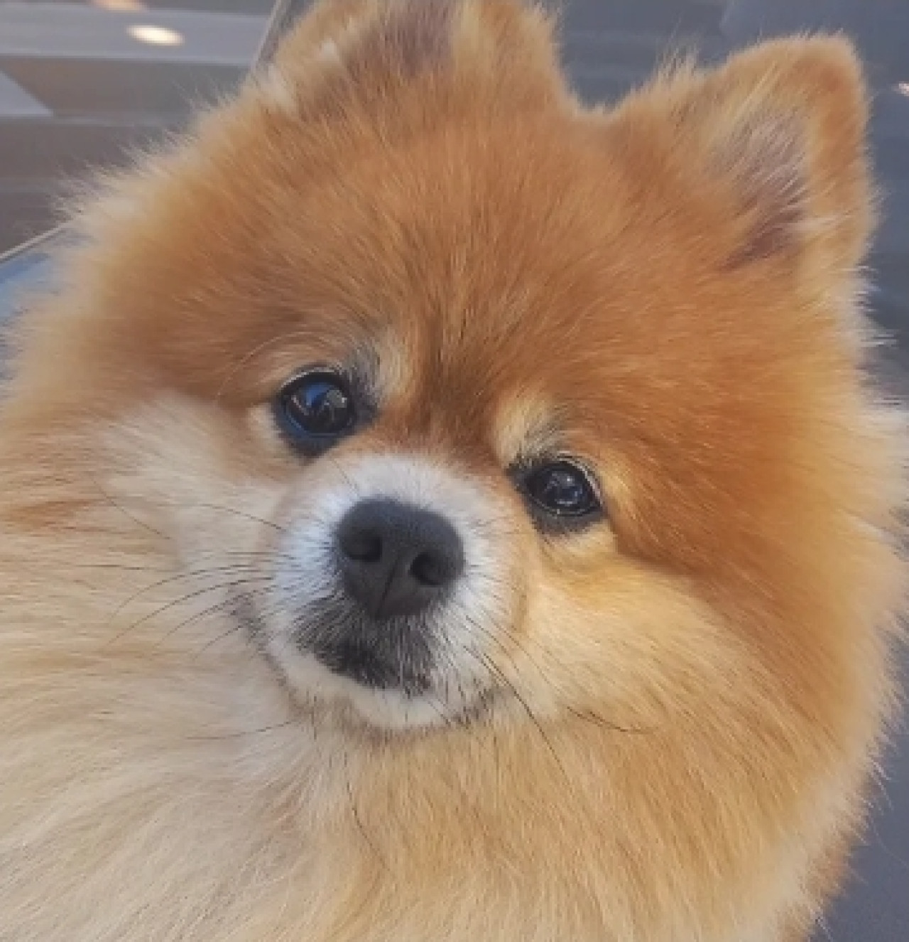 Kız arkadaşını arıyor 1