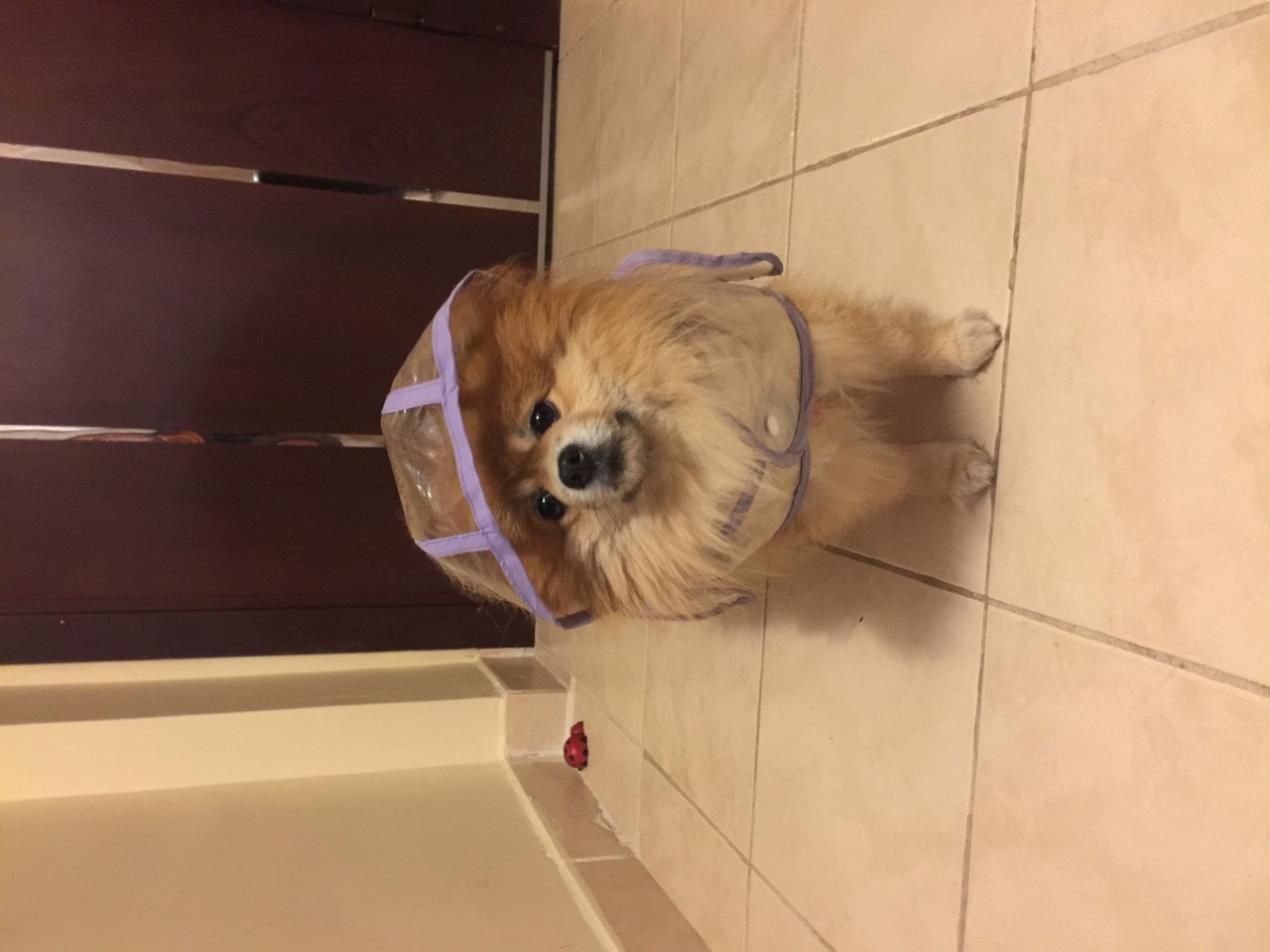 Kız arkadaşını arıyor 5